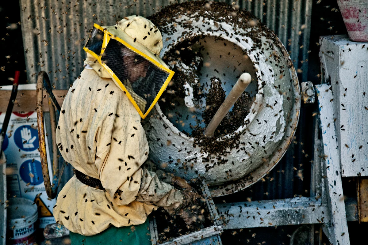 Earth Signs: Reading the Post-Pastoral in Alice Rohrwacher's ‘The Wonders' ('Le Meraviglie')