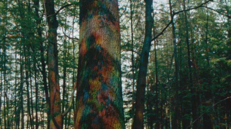 Viktoria Schmid on Shooting in Three-Colour Separation